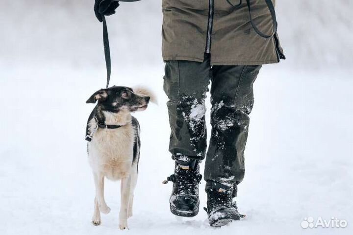 Собака в добрые руки девочка