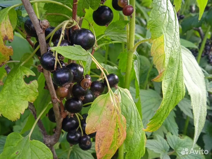 Черная смородина