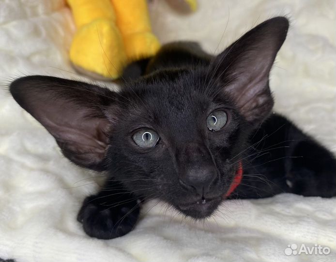 Ориентальные котята