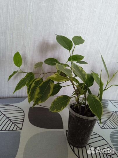 Фикус пестролистный