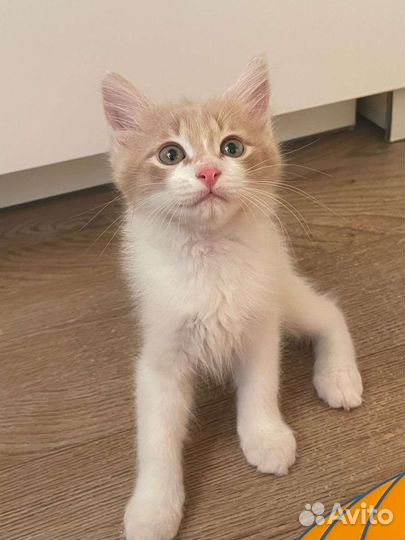 Пушистый котенок мальчик