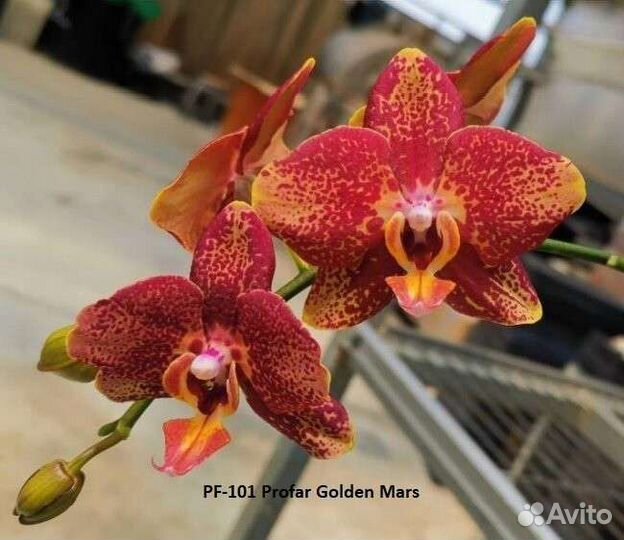 Орхидеи фаленопсисы по 800