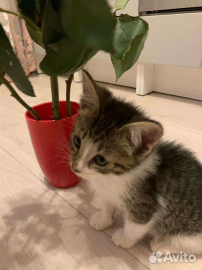 Котята в добрые руки бесплатно