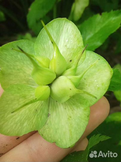 Морозник Кавказский Черемша семена