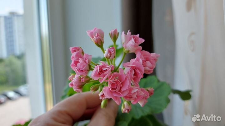 Продам герань