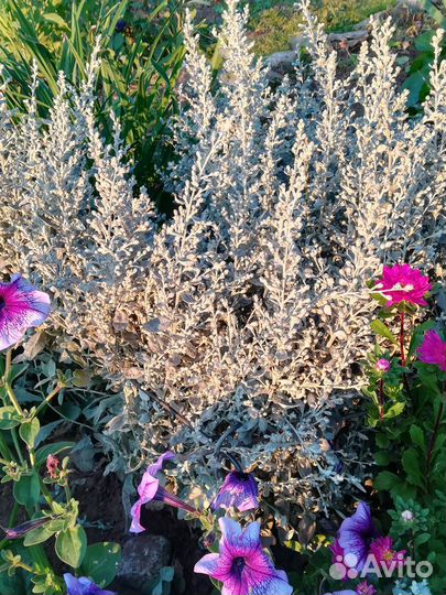 Декоративная полынь