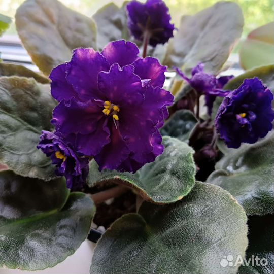 Фиалка сортовая