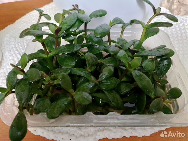 Толстянка (денежное дерево)