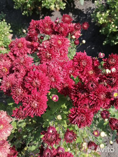 Хризантемы и многолетние астры