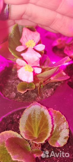 Рассада овощей и цветов