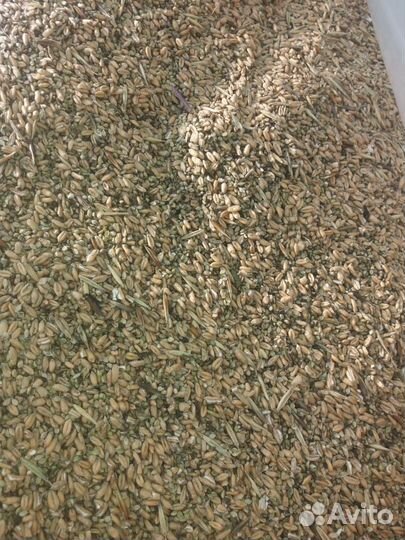 Зерноотходы