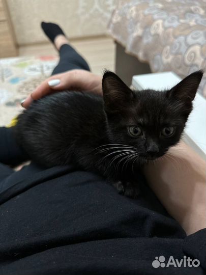 Котенок в хорошие руки