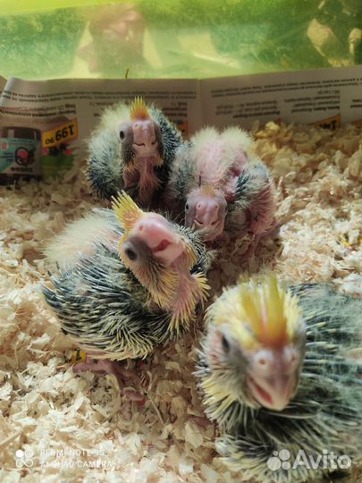 Попугай карелла птенцы