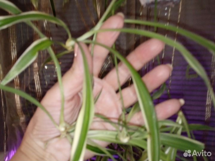 Хлорофитум