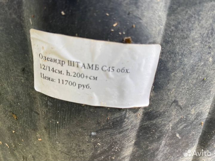 Олеандр на штамбе