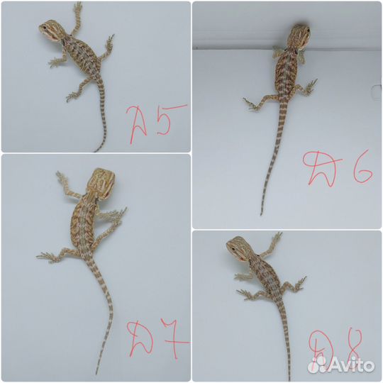 Бородатые агамы (цитрус, оранж)