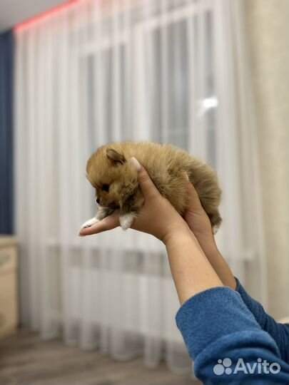 Померанский шпиц мини
