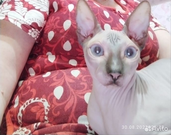Канадский сфинкс котенок