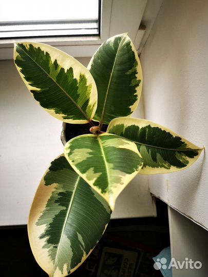 Фикус эластика тинеке