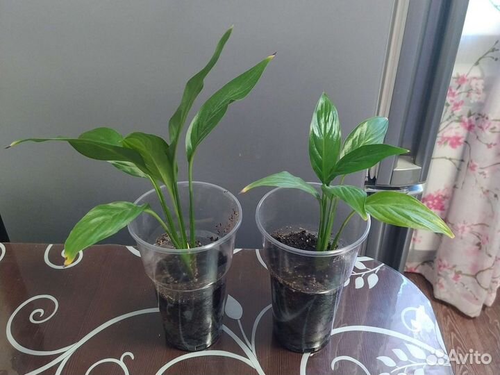 Фиалка, женское счастье, каланхоэ цвет оранжевый