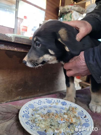 Щенки бесплатно