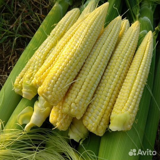 Семена кукурузы Миниголд F1