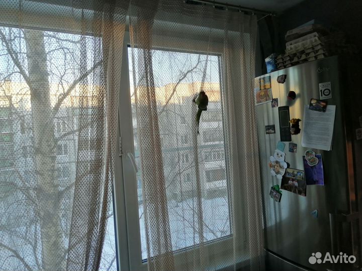 Ожереловый попугай