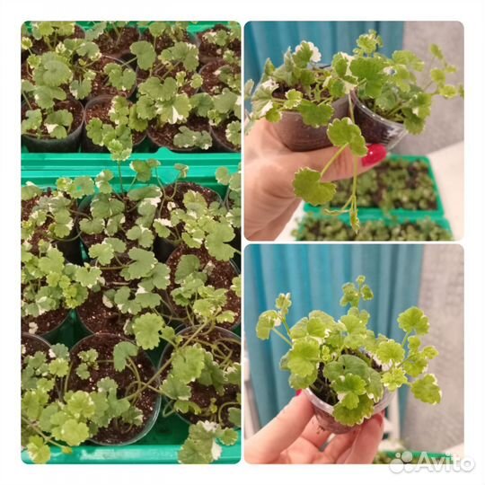 Вербейник монетчатый и будра вариегатная