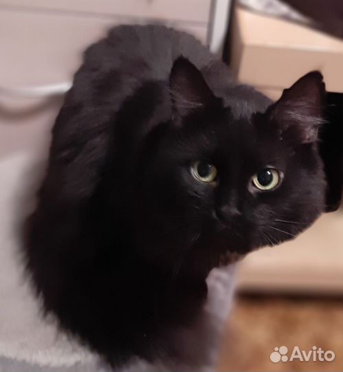 Кошка фенотип шантильи тиффани в дар