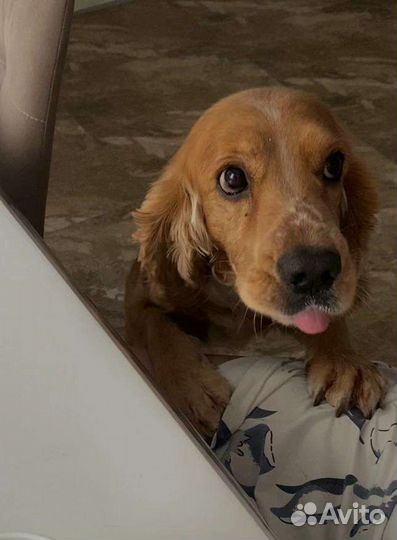 Кокер спаниель