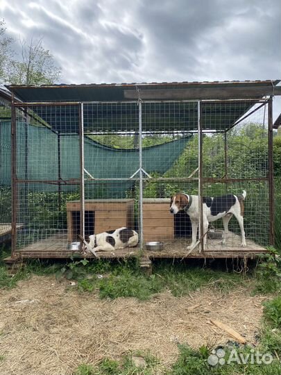 Двойной вольер для собак с будками
