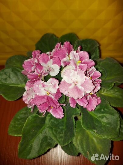 Детка сортовой фиалки