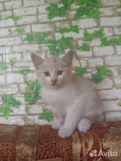 Котята в добрые руки, мальчики