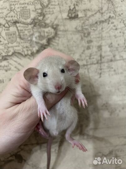 Крысята Дамбо малыши