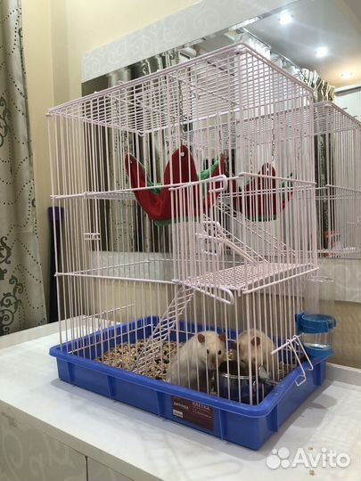 Декоративные крысы