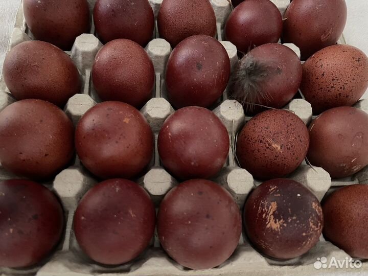 Инкубационное яйцо Маран, Амераукан и Фавероль