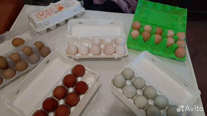 Инкубационное яйцо Амераукана, Кучинские