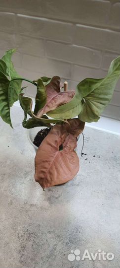 Сингониум неон