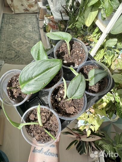 Сциндапсус мунлайт