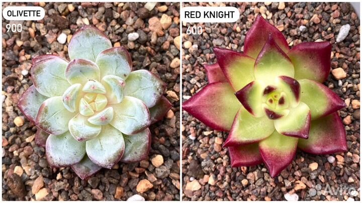 Редкие корейские суккуленты в наличии