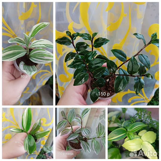 Традесканции сортовые