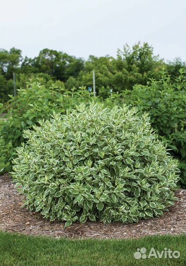 Декоративные кустарники. Дерен, спирея и др