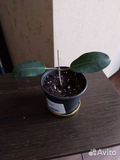 Жасмин мадагаскарский