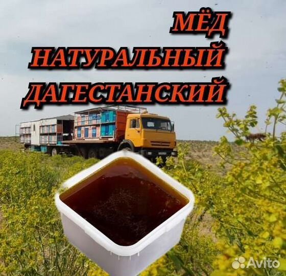 Молочайный мёд 2024