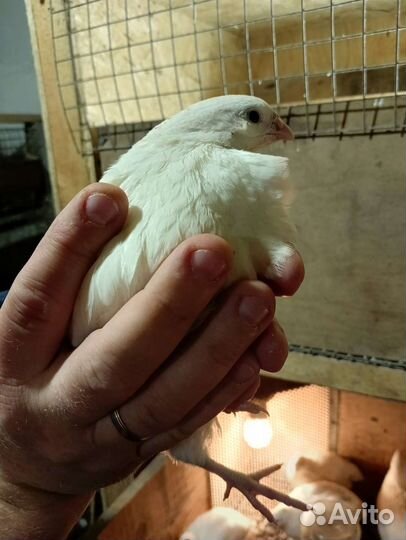 Петухи перепелов молодняк