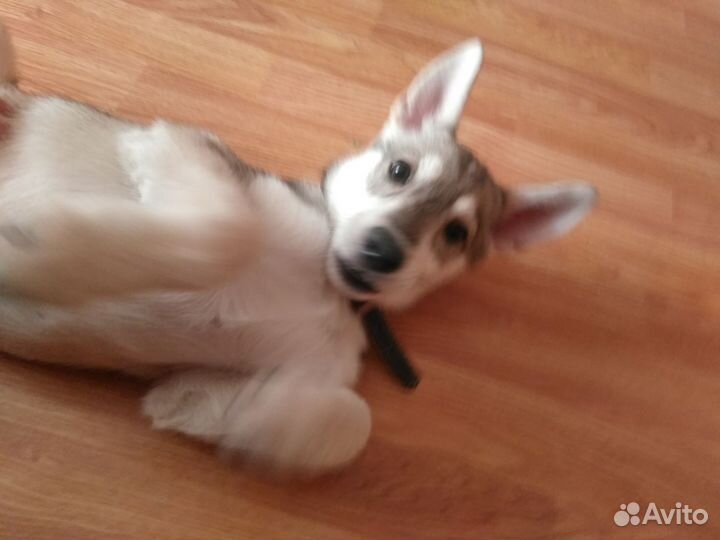 Щенок девочка в добрые руки