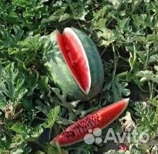 Семена арбуза