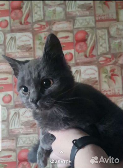 Кошка с котёнком