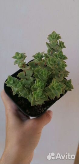 Крассула перфората