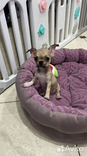 Чихуахуа девочки